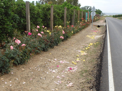 Rose lined orchards, the scent was wonderful.